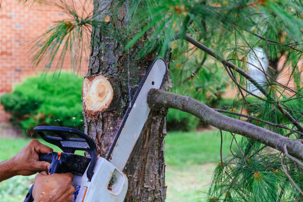 Large Tree Removal in Prichard, AL